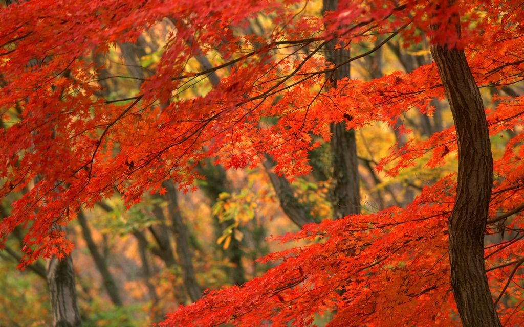 Beautiful-Autumn-Leaves-Nature-Wallpaper-High-Definition-11233_zpsnbyjyoma.jpg
