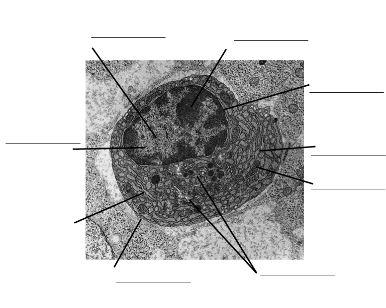 Identifying Organelles In Electron Micrographs Of Eukaryotes? 