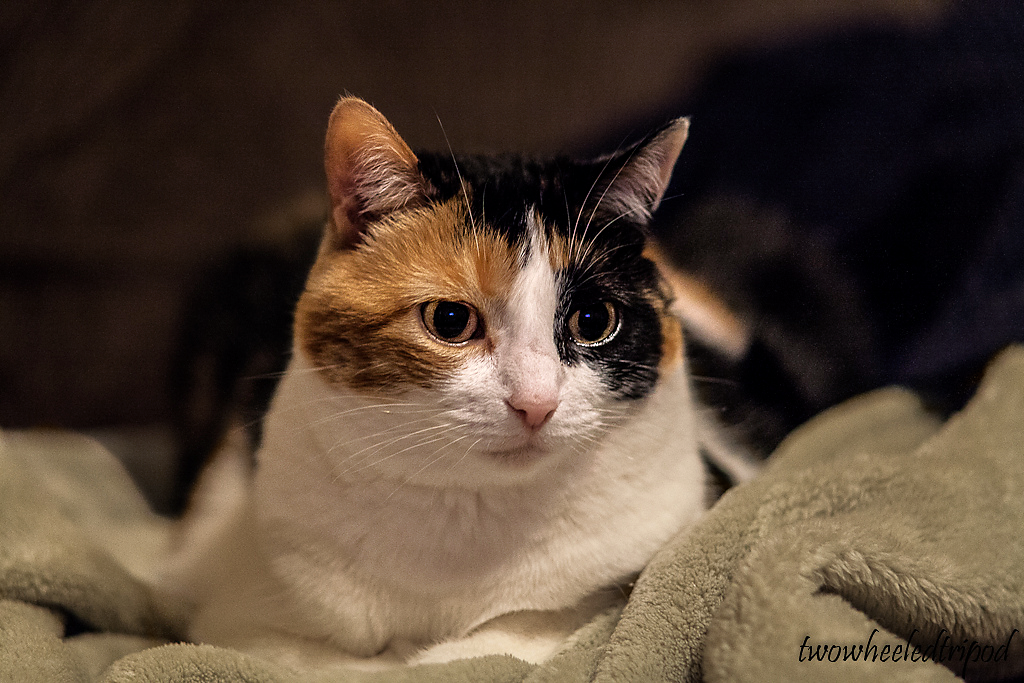 IMAGE: http://i1259.photobucket.com/albums/ii547/tmoore323/Cat-2.png