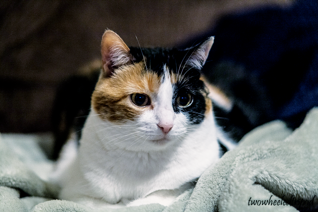 IMAGE: http://i1259.photobucket.com/albums/ii547/tmoore323/Cat-Redo.png