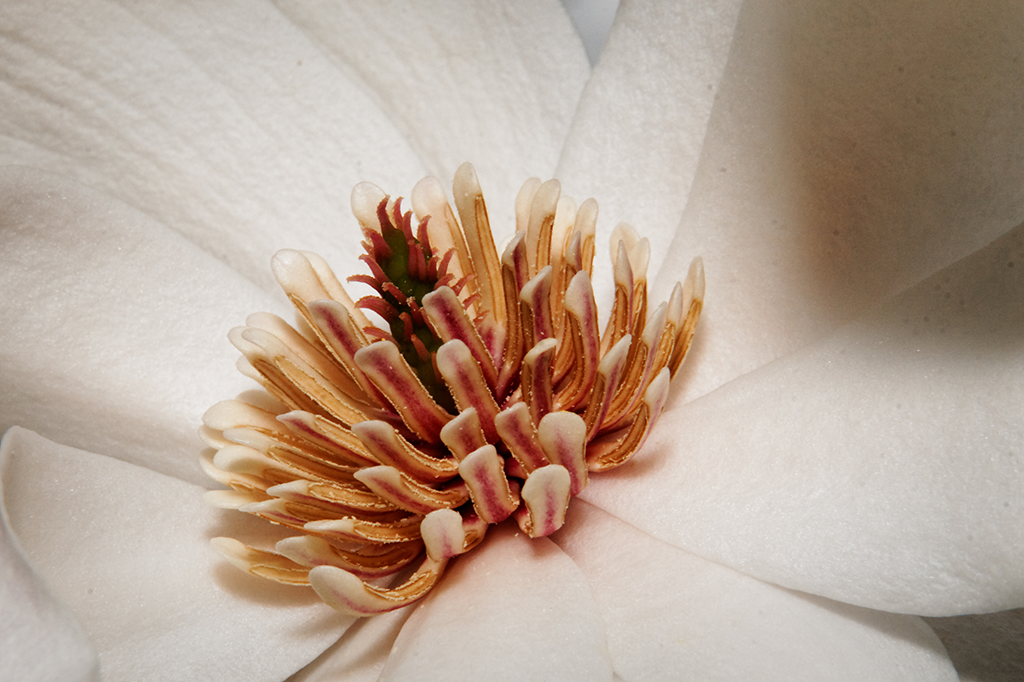 IMAGE: http://i1259.photobucket.com/albums/ii547/tmoore323/WhiteMagnolia.png