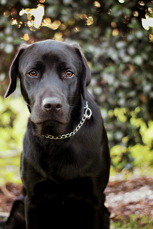 IMAGE: http://i1259.photobucket.com/albums/ii547/tmoore323/guidedog_zps3eb6d325.png