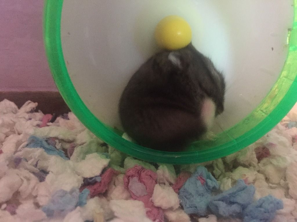 dwarf hamster scratching cage