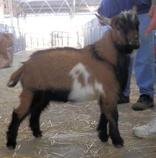 Pictures from the Goat Expo - Goats
