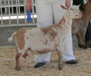 Pictures from the Goat Expo - Goats