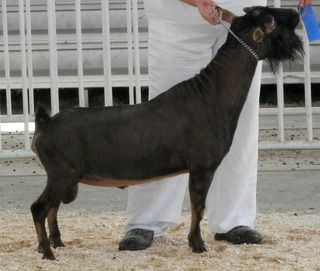 Pictures from the Goat Expo - Goats