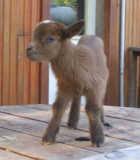 For Sale and Wanted - Goats