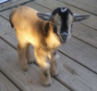 For Sale and Wanted - Goats