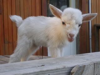 For Sale and Wanted - Goats