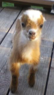 For Sale and Wanted - Goats