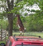 Snowbelle's mastitis test results. - Goats