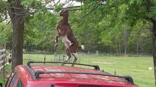 Snowbelle's mastitis test results. - Goats