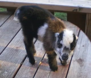 For Sale and Wanted - Goats