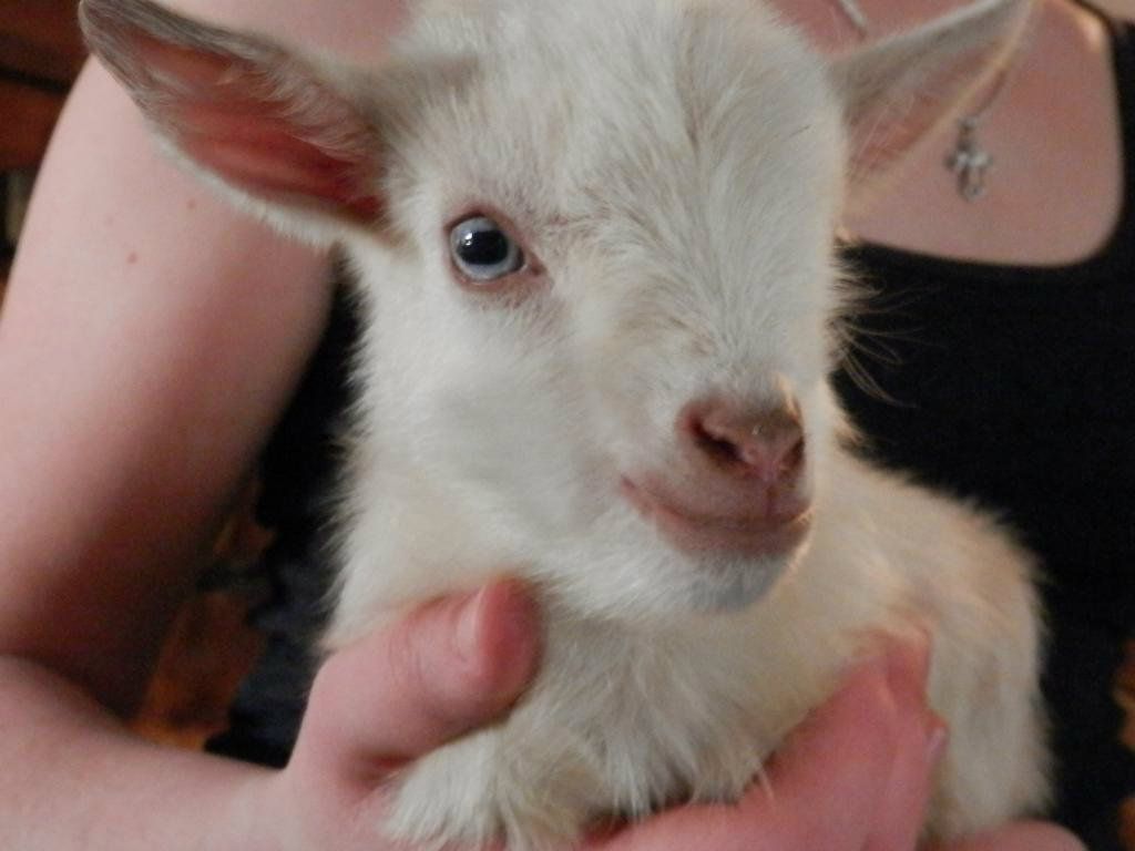 New pics of this months kids (and warming barrel) - Goats