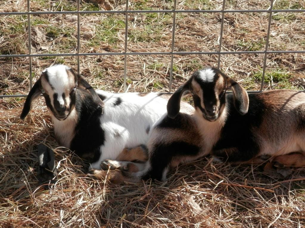 New pics of this months kids (and warming barrel) - Goats