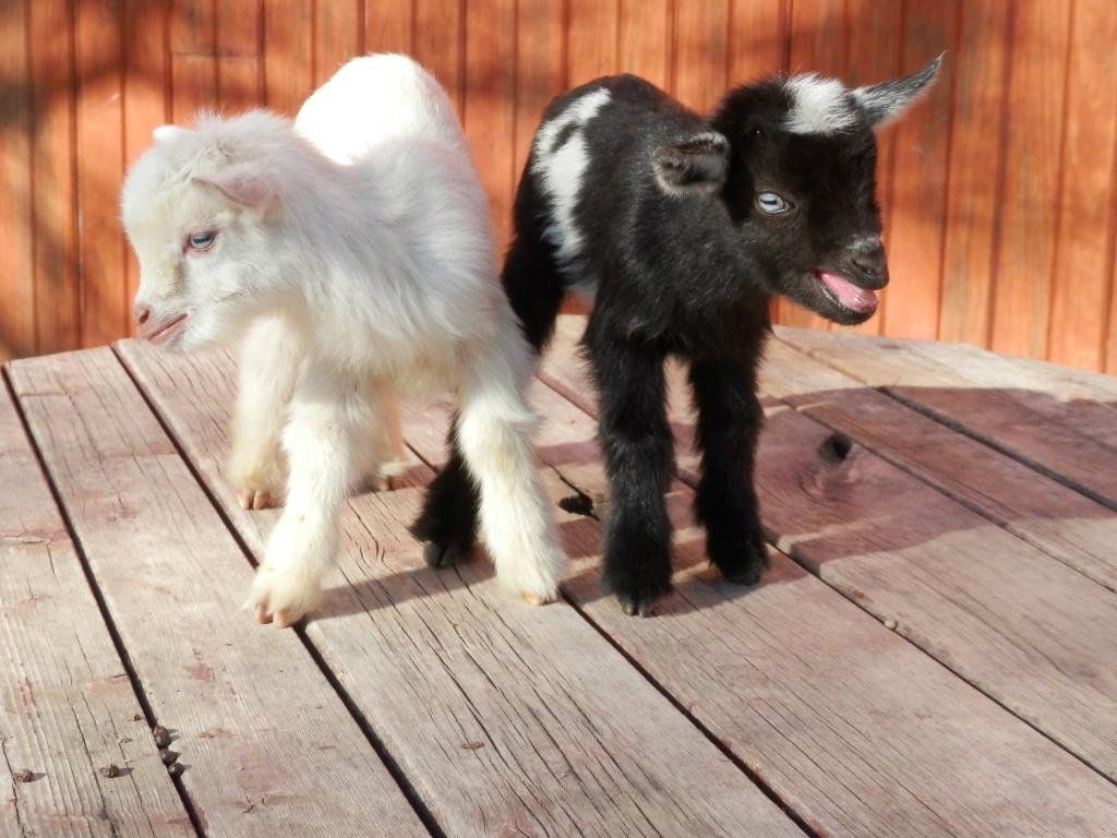 New pics of this months kids (and warming barrel) - Goats