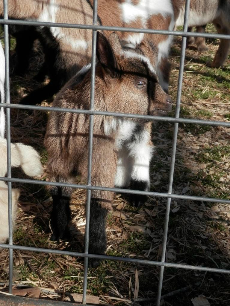 New pics of this months kids (and warming barrel) - Goats