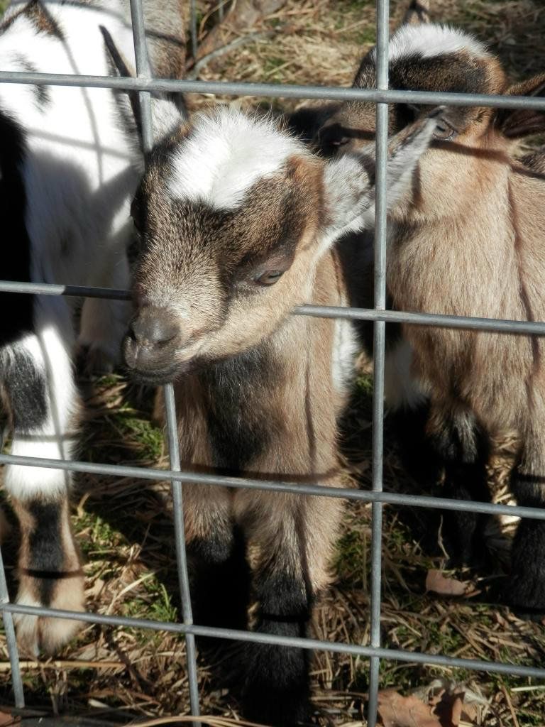 New pics of this months kids (and warming barrel) - Goats