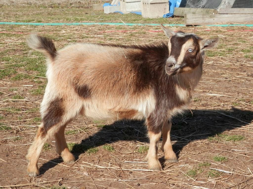 New pics of this months kids (and warming barrel) - Goats