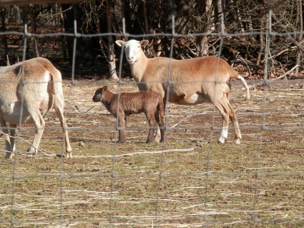 New pics of this months kids (and warming barrel) - Goats
