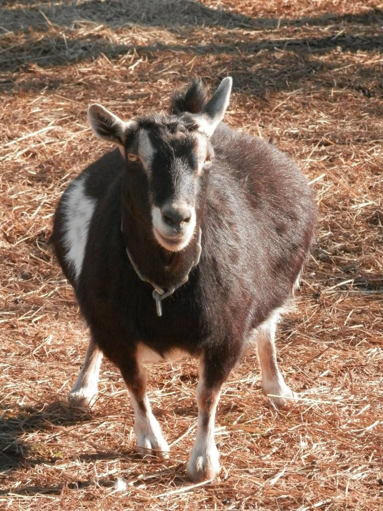 New pics of this months kids (and warming barrel) - Goats