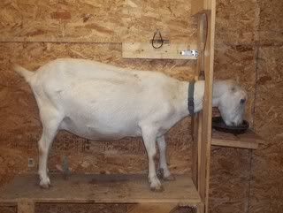 A story in pictures...our milk/kidding barn - Goats
