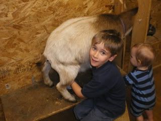 A story in pictures...our milk/kidding barn - Goats