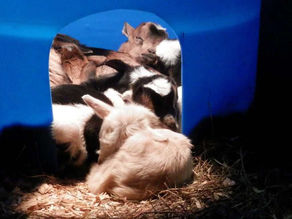 It's a 9-kid pile-up! - Goats