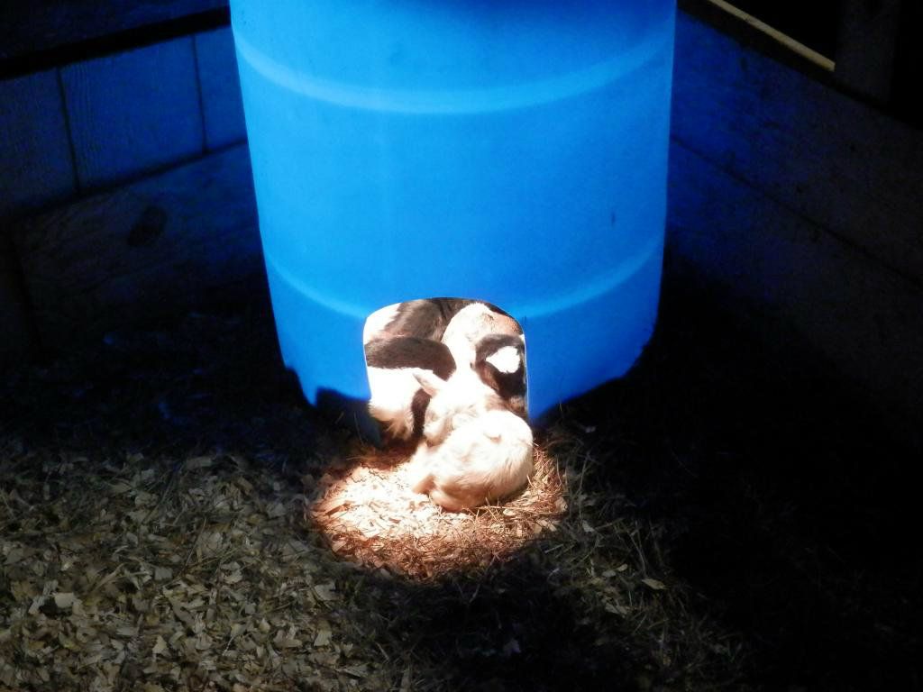 It's a 9-kid pile-up! - Goats