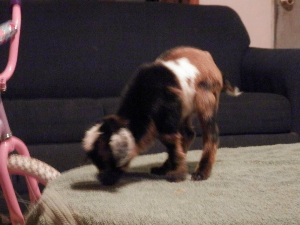 It's a 9-kid pile-up! - Goats