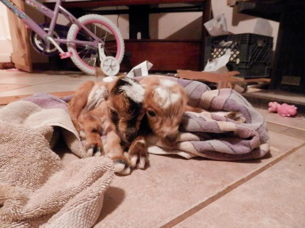 Preemies, struggles, tubing video - Goats