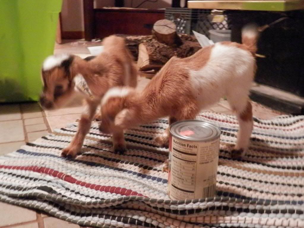 Preemies, struggles, tubing video - Goats