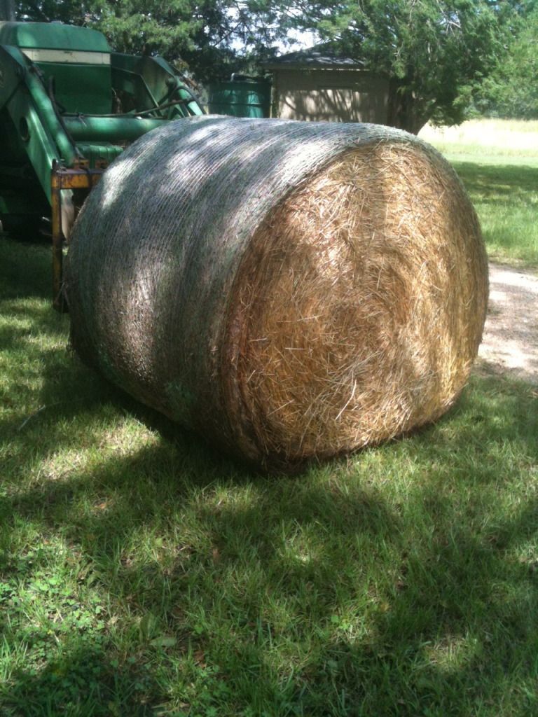 I am tossing something out there to my MO neighbors... - Goats