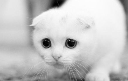 whitecat.jpg