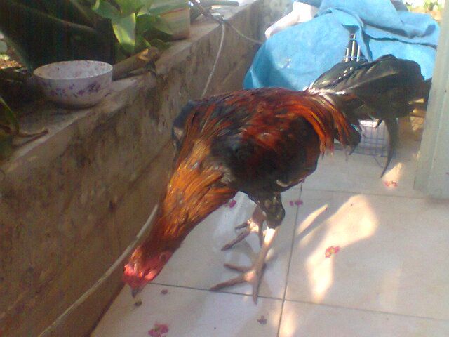 Gà nòi thay lông cho ae cãn mái, bán or giao lưu (gà tre, gà mỹ) đây - 1