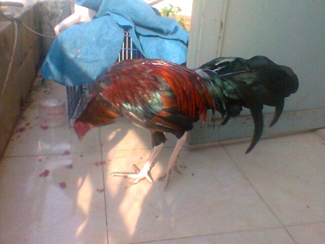 Gà nòi thay lông cho ae cãn mái, bán or giao lưu (gà tre, gà mỹ) đây