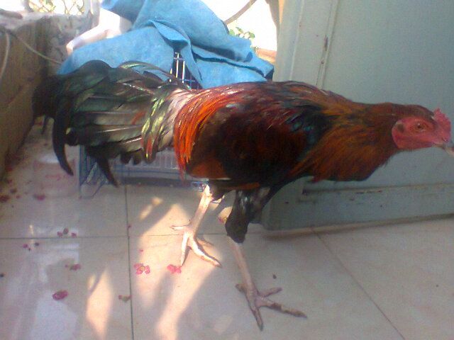 Gà nòi thay lông cho ae cãn mái, bán or giao lưu (gà tre, gà mỹ) đây - 8