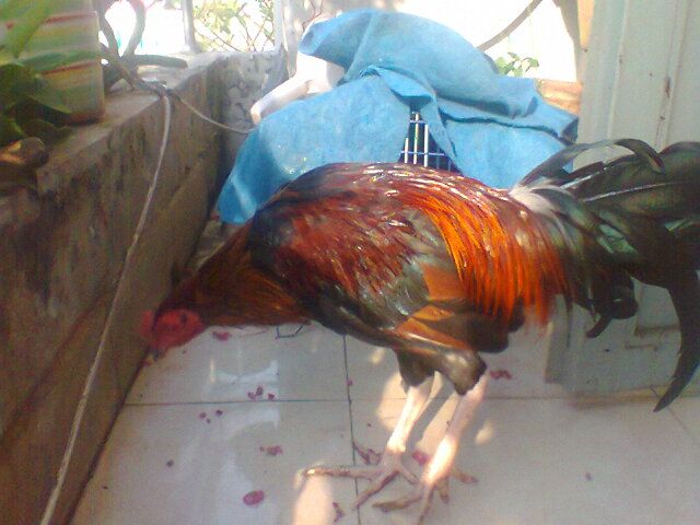 Gà nòi thay lông cho ae cãn mái, bán or giao lưu (gà tre, gà mỹ) đây - 2