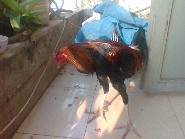 Gà nòi thay lông cho ae cãn mái, bán or giao lưu (gà tre, gà mỹ) đây - 4