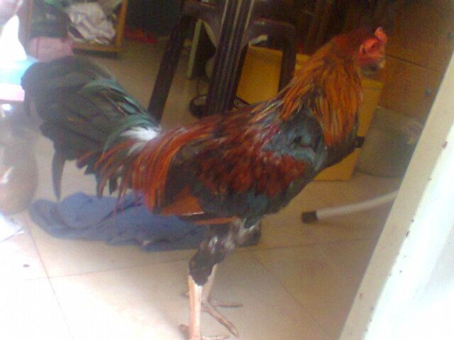 Gà nòi thay lông cho ae cãn mái, bán or giao lưu (gà tre, gà mỹ) đây - 7