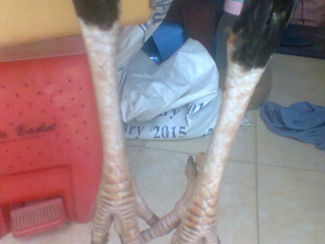 Gà nòi thay lông cho ae cãn mái, bán or giao lưu (gà tre, gà mỹ) đây - 6