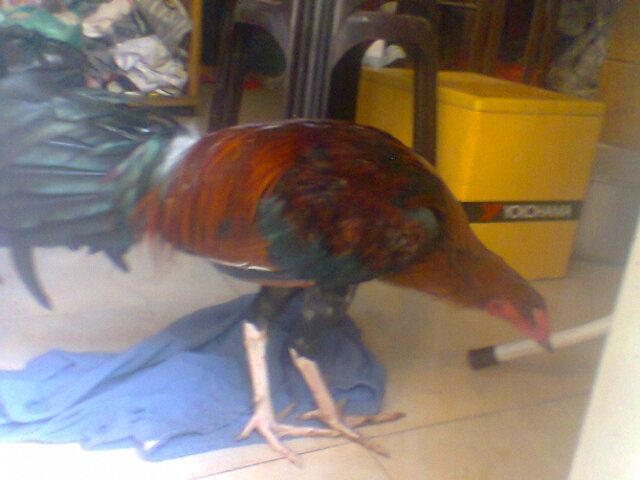 Gà nòi thay lông cho ae cãn mái, bán or giao lưu (gà tre, gà mỹ) đây - 3