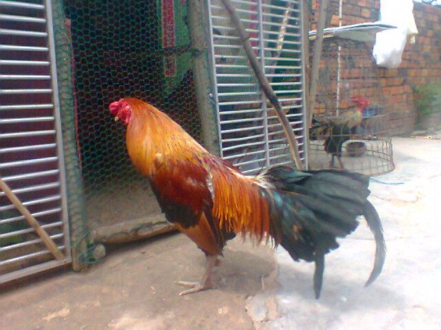 Gà nòi điều vàng chân xanh thanh lý gấp - 7