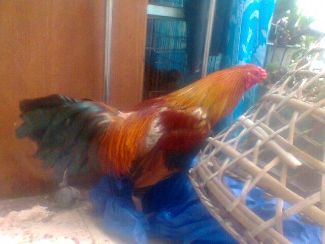 Gà nòi điều vàng chân xanh thanh lý gấp - 5