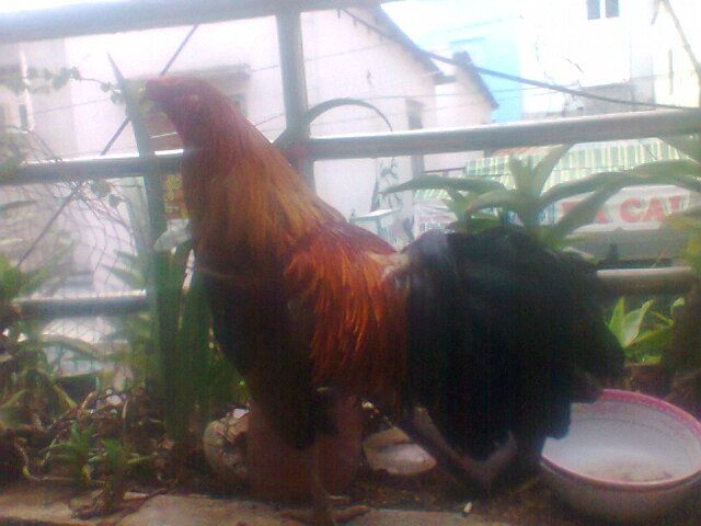 Gà nòi điều vàng chân xanh thanh lý gấp - 4