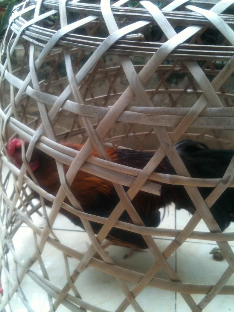 Thanh lý Đàn gà con và 1 cặp gà lớn đây !! - 1