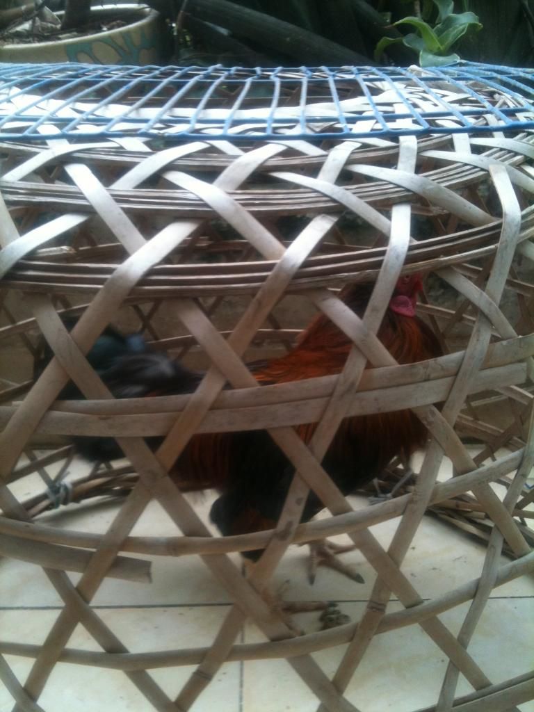 Thanh lý Đàn gà con và 1 cặp gà lớn đây !!