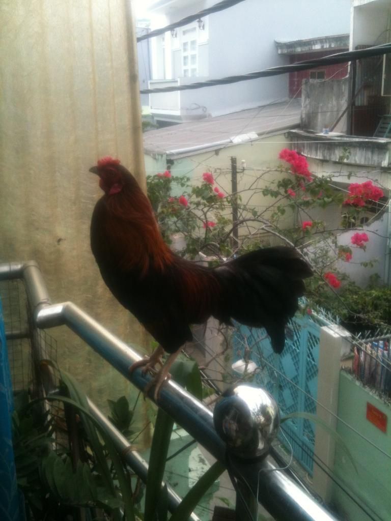 Thanh lý Đàn gà con và 1 cặp gà lớn đây !! - 3