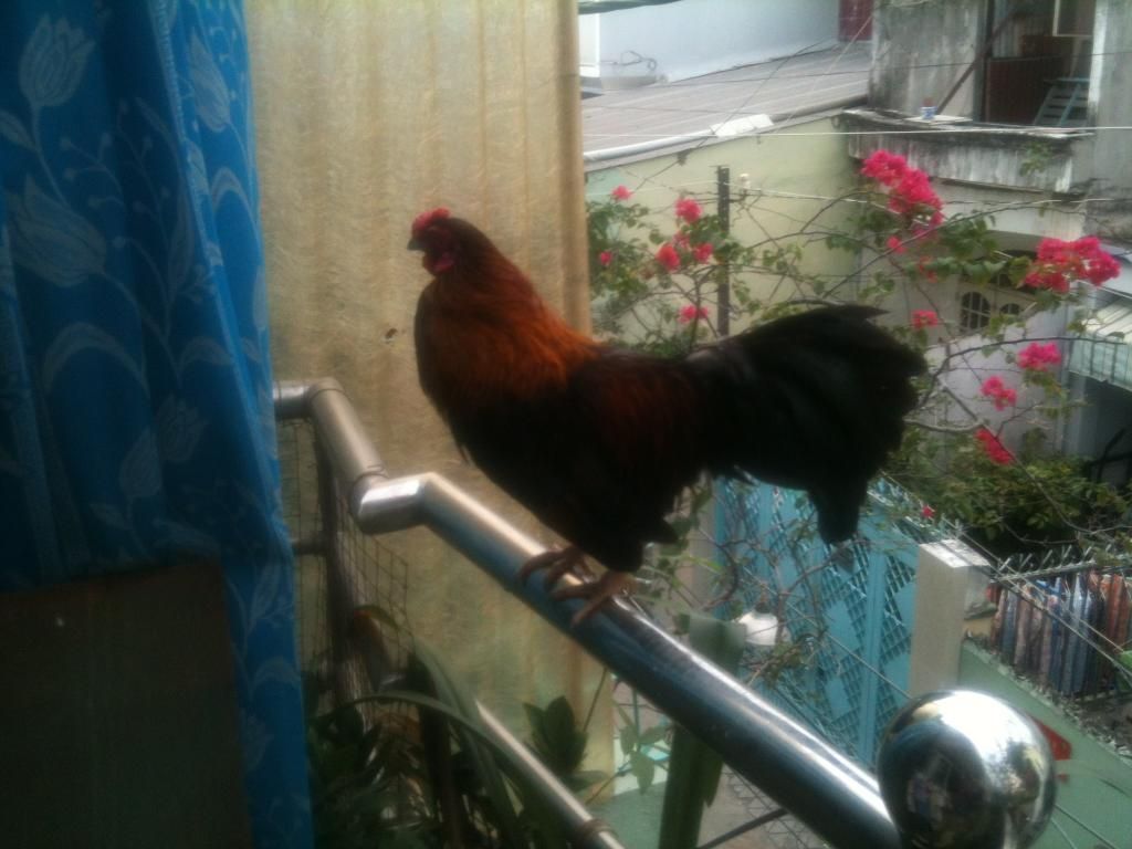 Thanh lý Đàn gà con và 1 cặp gà lớn đây !! - 2