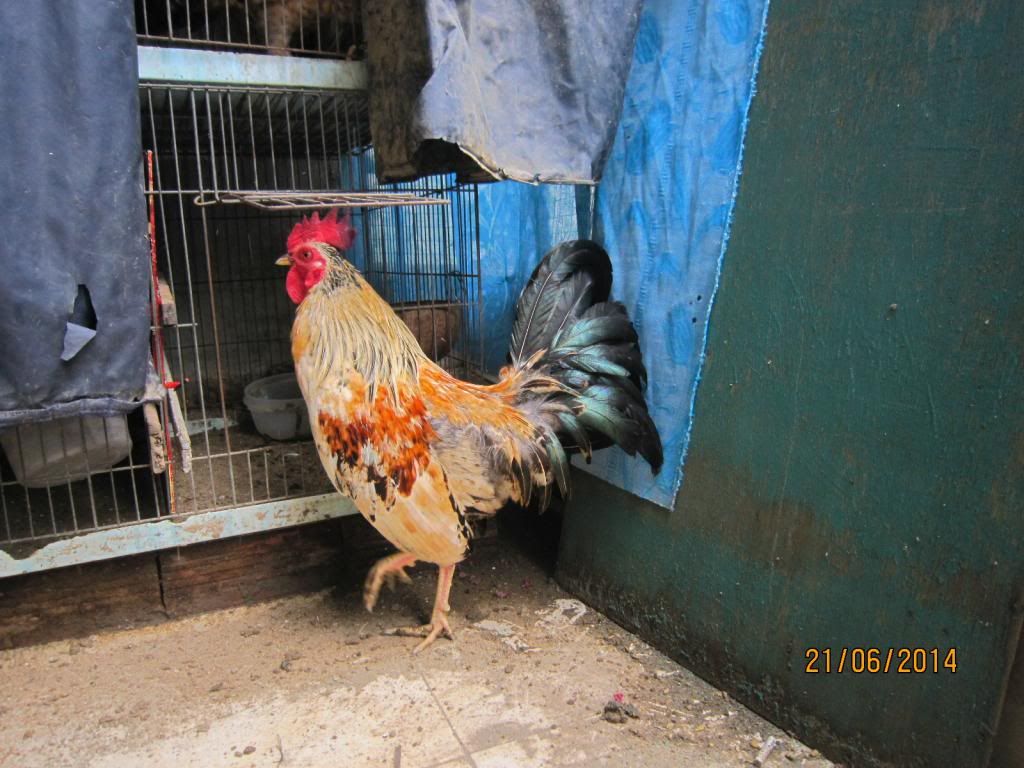 Gà nòi bến tre thanh lý gấp gấp !! - 7